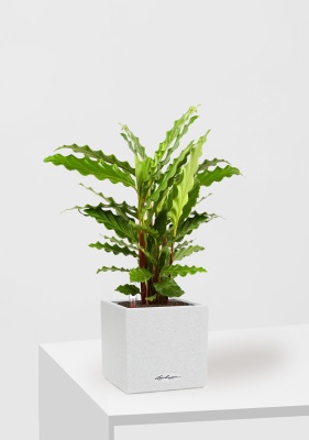 Калатея Руфибарба 12/50 см в CANTO STONE 14, песочный белый Калатея Руфибарба 12/50 см в CANTO STONE 14, песочный белый