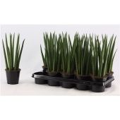 Сансевиерия цилиндрика Рокет d12 см h35 см тип 1