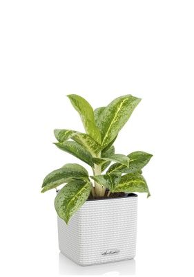 Аглаонема Лемон Минт в CUBE COLOR 14, белый