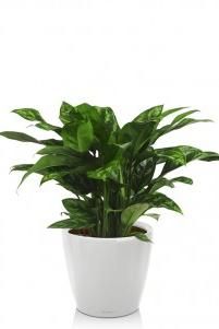 Аглаонема Мария в CLASSICO LS 21