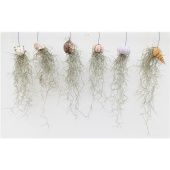 Тилландсия Shell Mix