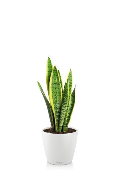 Сансевиерия Лауренти 21/70 см в CLASSICO COLOR 28