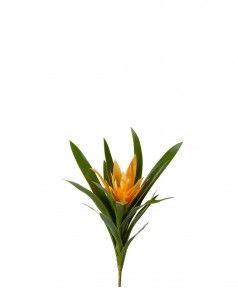 Гузмания Элегант жёлтая