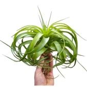 Тилландсия Samantha d25 см h20 см