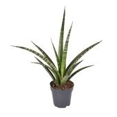 Сансевиерия Trifasciata Megan d12 см h30 см