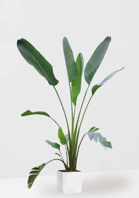 Стрелиция Николай 33/300 см в CUBE 40 Стрелиция Николай 33/300 см в CUBE 40