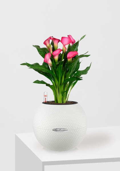 Калла подарочная в PURO 20