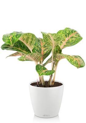 Аглаонема Баттерфляй в CLASSICO COLOR 21, белый