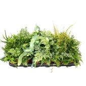 Папоротники микс d8.5 см h20 см Папоротники микс d8.5 см h20 см