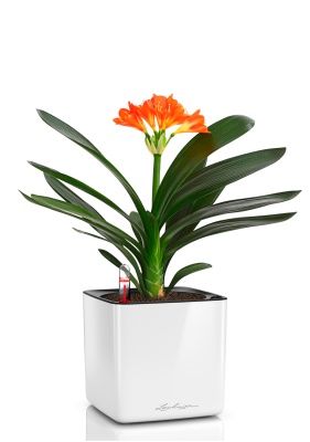 Кливия Оранж 13/50 см в CUBE GLOSSY 16, белый блестящий Кливия Оранж 13/50 см в CUBE GLOSSY 16, белый блестящий