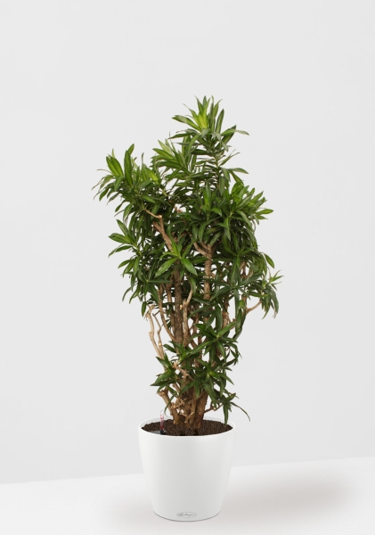 Драцена Песнь Ямайке 35/150 в CLASSICO 43