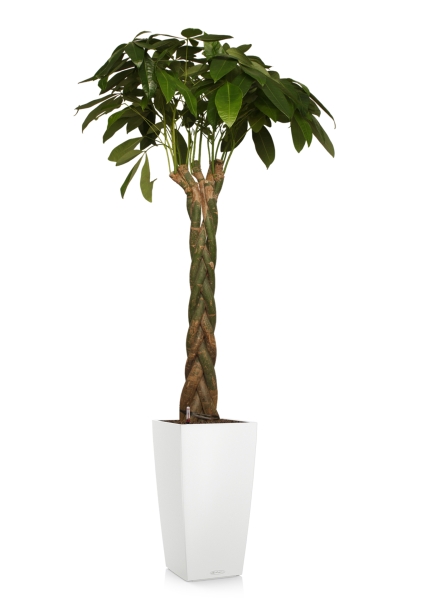 Пахира 27/170 см в CUBICO COLOR 30