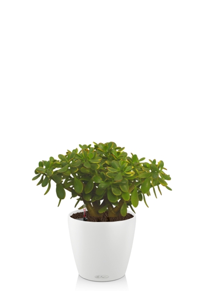 Крассула Овата Сансет 29/45 см в CLASSICO COLOR 35