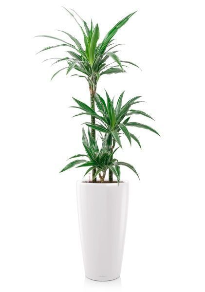 Драцена Варнески 3 ствола 21/110 в RONDO 32 Драцена Варнески 3 ствола 21/110 в RONDO 32