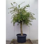 Олива европейская d65 см h185 см Олива европейская d65 см h185 см