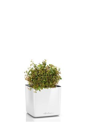 Мюленбекия 12/20 см в CUBE GLOSSY 14, белый блестящий