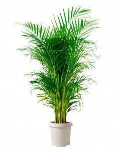 Хризалидокарпус Арека 40/190 см