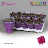 Каланхоэ Calandiva Moments Shadow Purple d10.5 см h23 см