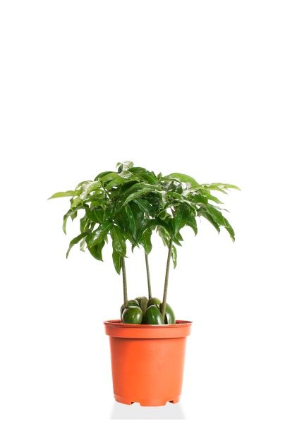 Кастаноспермум Кастаноспермум