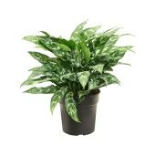 Аглаонема Мария "Maria" 21/55 см