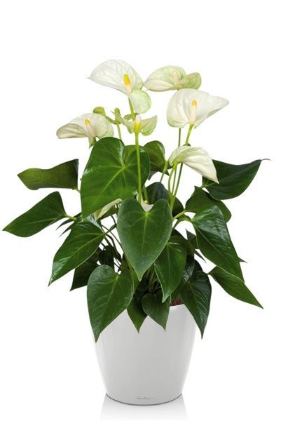 Антуриум Андрианум белый 17/60 см в CLASSICO LS 21