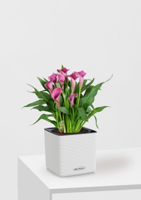 Калла розовая 12/35 см в CUBE Color 14