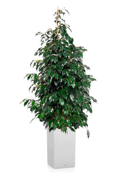 Фикус Бенджамина Даниэль 30/165 см в CANTO STONE HIGH 40 Фикус Бенджамина Даниэль 30/165 см в CANTO STONE HIGH 40