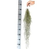 Тилландсия Usneoides Xl d5 см h60 см