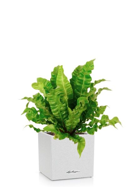 Асплениум Криспи в CANTO STONE 14