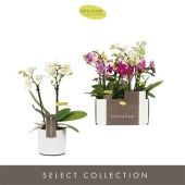 Фаленопсис 2 ствола Mix 10+ In White Toscane d7 см h25 см