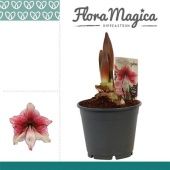 Гиппеаструм Tosca 2 ствола d14 см h25 см тип 1