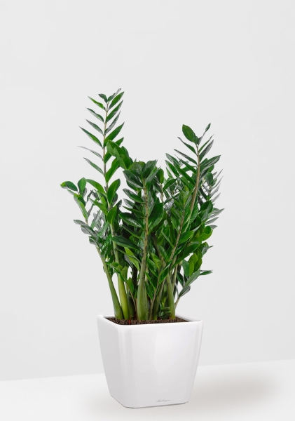 Замиокулькас 21/90 в QUADRO LS 28 Замиокулькас 21/90 в QUADRO LS 28