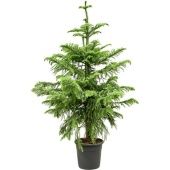 Араукария Heterophylla d30 см h180 см