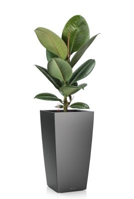 Фикус Эластика Робуста 17/60 см в CUBICO 22, антрацитовый металлик Фикус Эластика Робуста 17/60 см в CUBICO 22, антрацитовый металлик