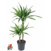 Драцена Рики 2 ствола d19 см h90 см тип 2