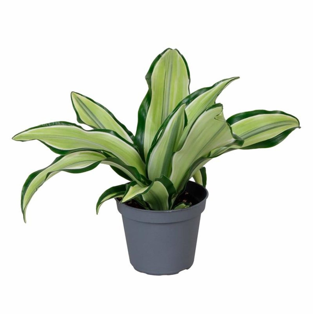 Драцена Малайка