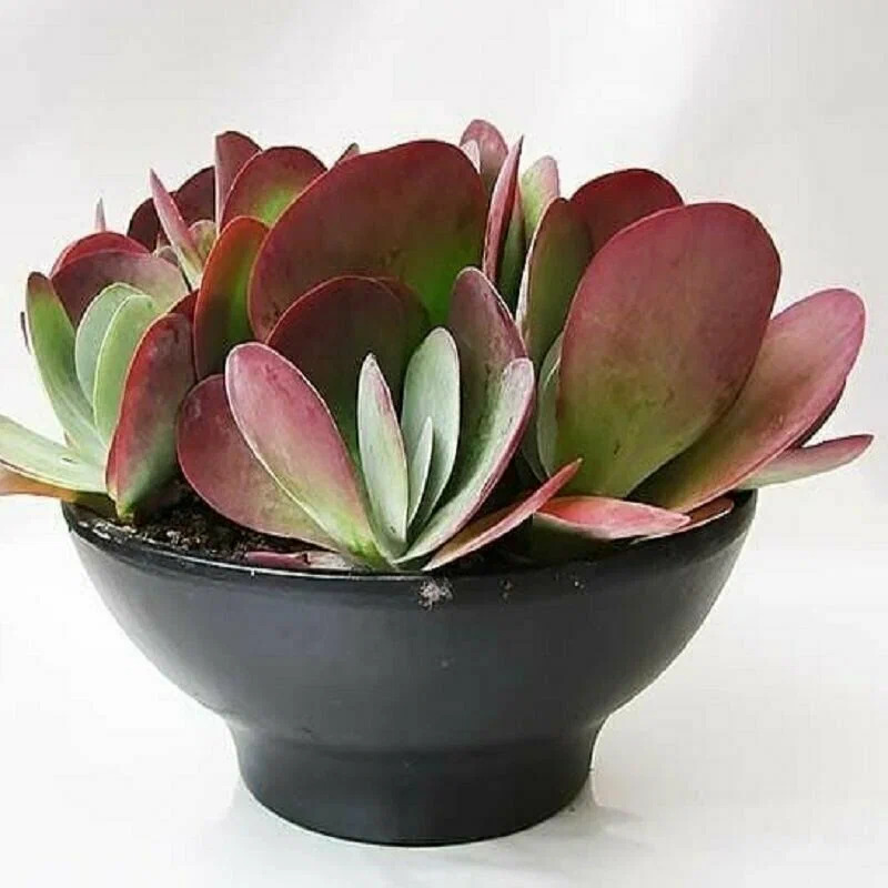 dg3fs (convert.io).jpg dg3fs (convert.io).jpg