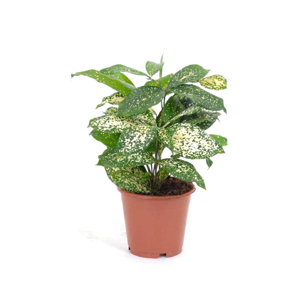 Драцена Годсефа