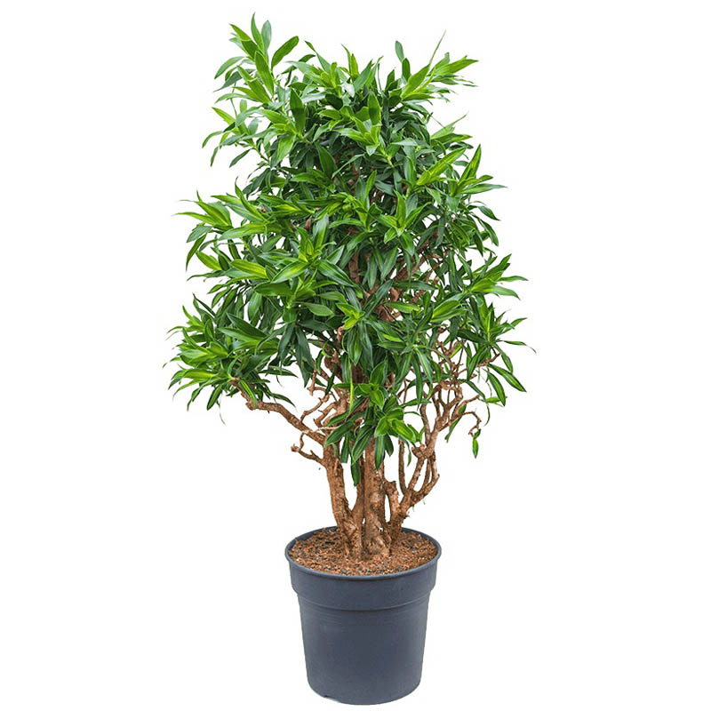 Драцена reflexa