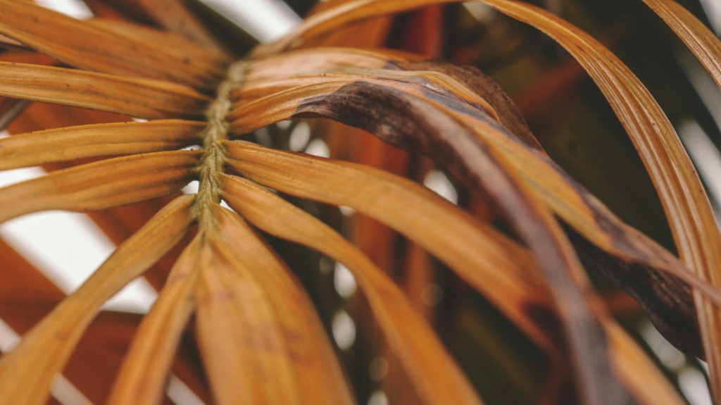 mateus-duraes-dos-santos-3PL55J3UJB0-unsplash.jpg mateus-duraes-dos-santos-3PL55J3UJB0-unsplash.jpg