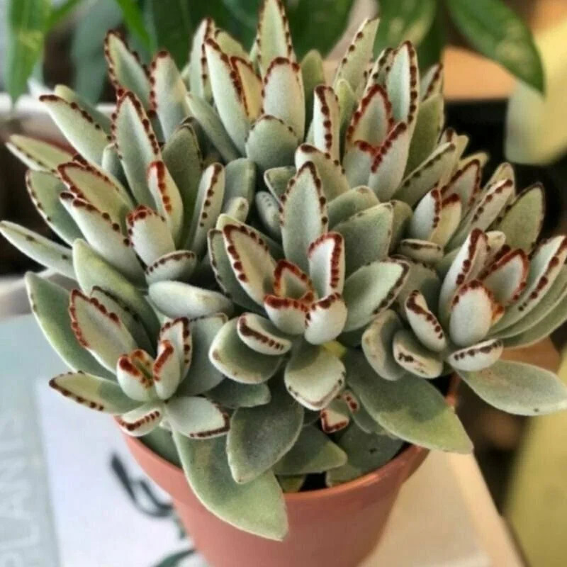 sg3f (convert.io).jpg sg3f (convert.io).jpg