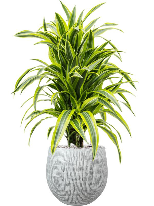 Драцена Лемон Лайм