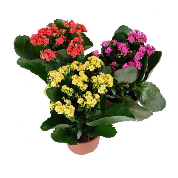 5d2b3dfb074b3e504b63b812.jpg 5d2b3dfb074b3e504b63b812.jpg