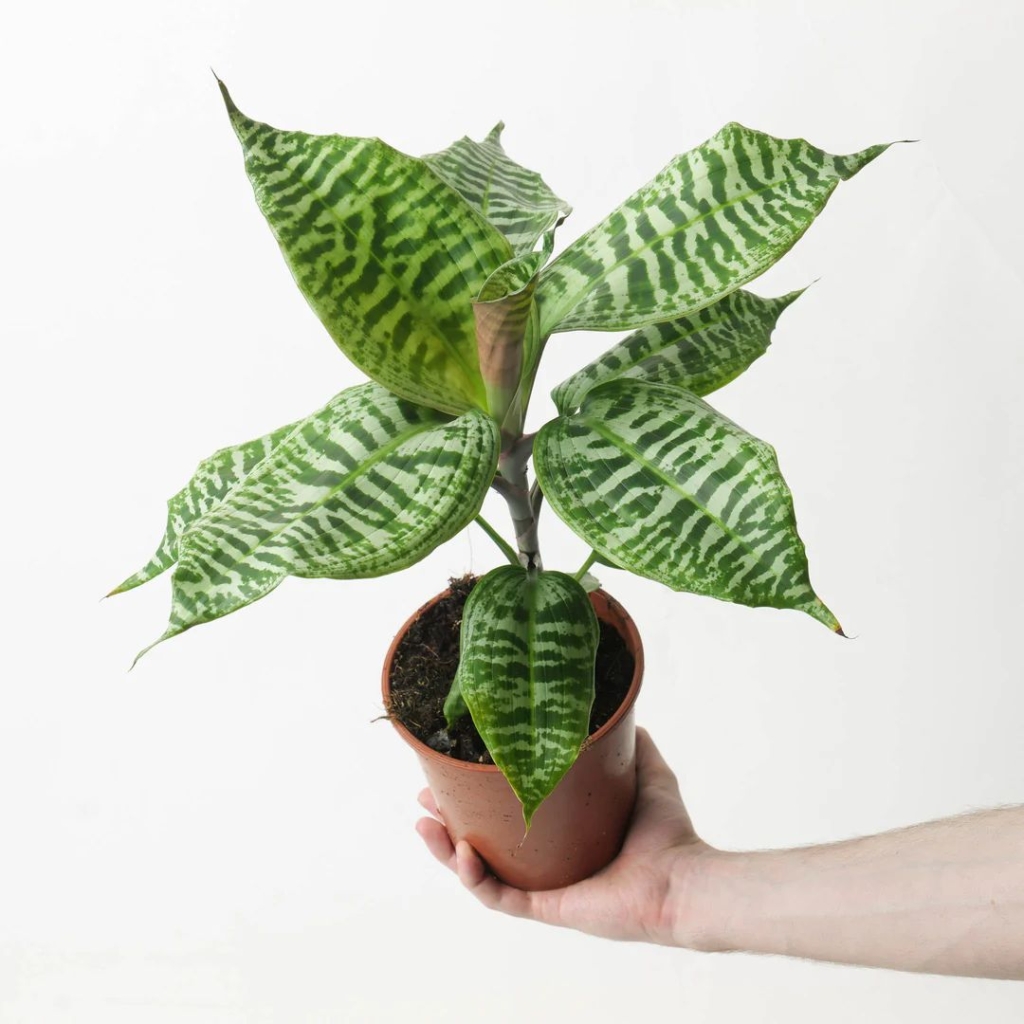 Драцена Голдиена