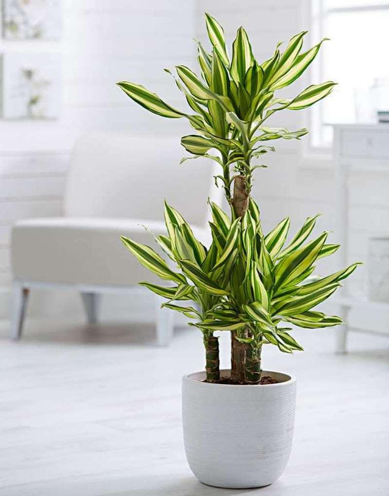 Драцена Yellow Coast