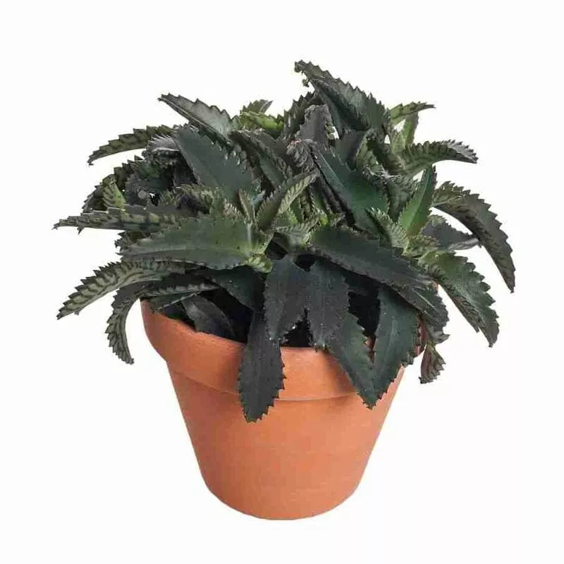 tlkfh9fli5hh8r13ce2dvcvzc398eju7 (convert.io).jpg tlkfh9fli5hh8r13ce2dvcvzc398eju7 (convert.io).jpg