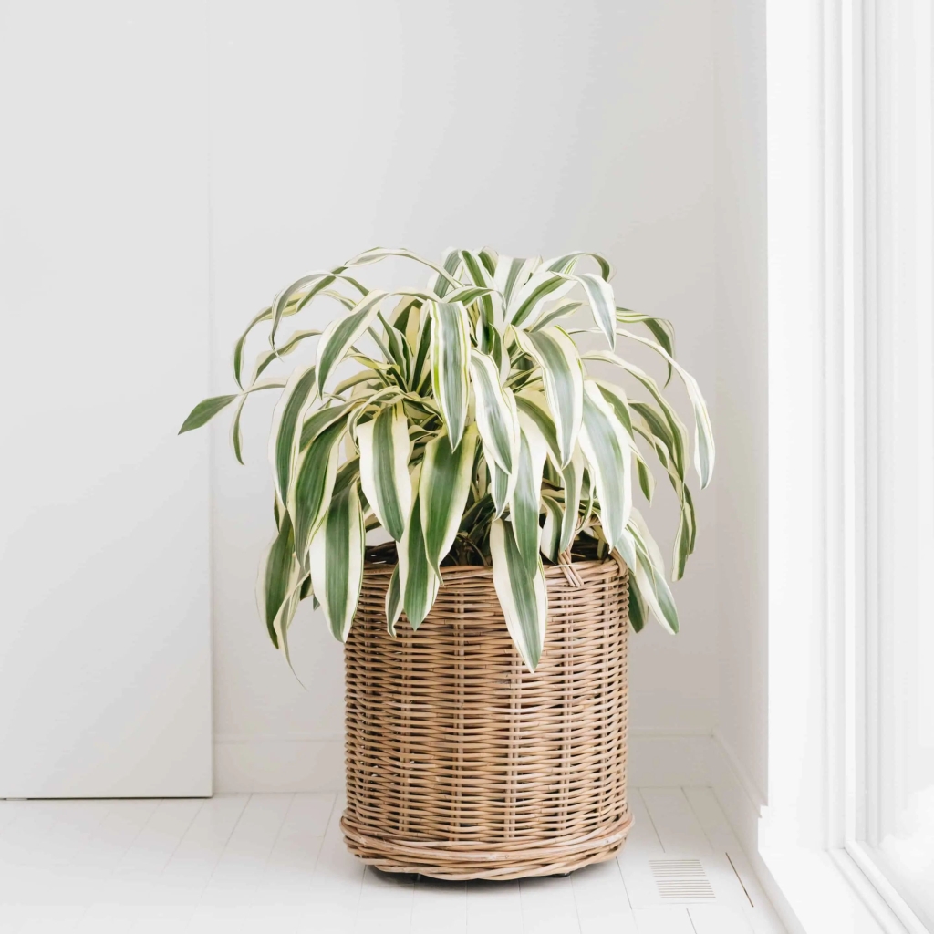 Драцена Белая