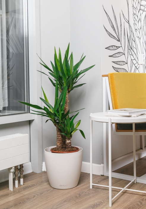 Юкка в CLASSICO 28