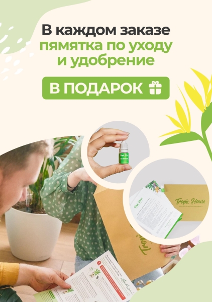 Юкка в CLASSICO 28