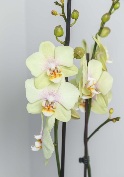 Орхидея Фаленопсис 2 ствола желтая 12/60 см